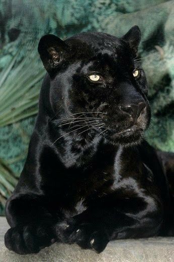 Black Panther, A Black, Panther, Wall, Green, Black