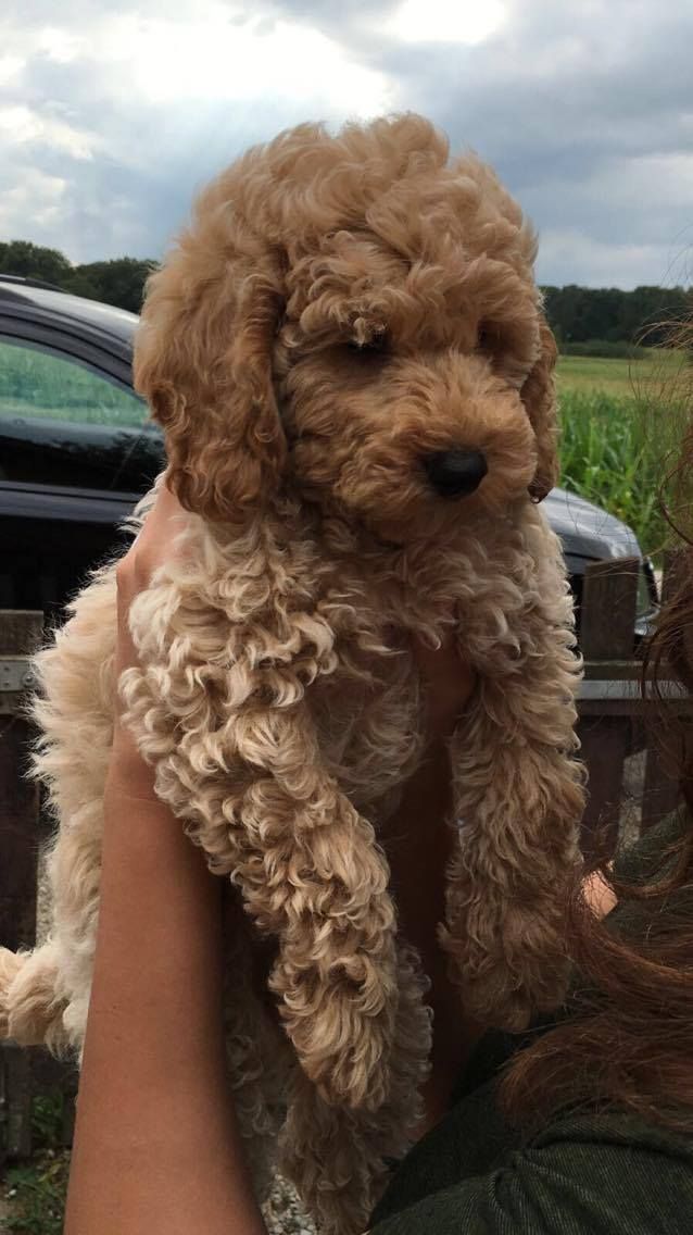 a woman holding a brown dog in her arms