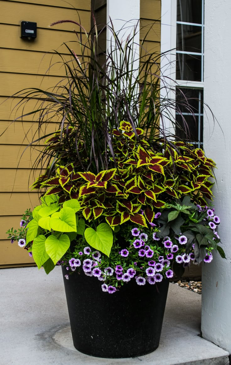 a potted plant with purple and yellow flowers in front of a house on the sidewalk