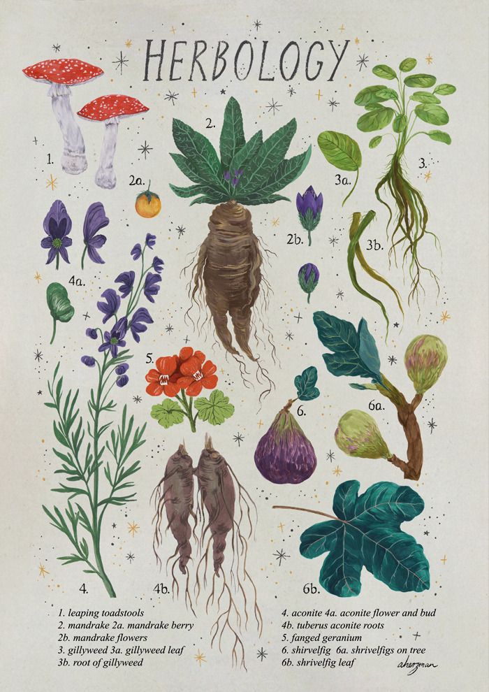 an illustration shows the various plants and flowers that grow in herbology, including carrots,