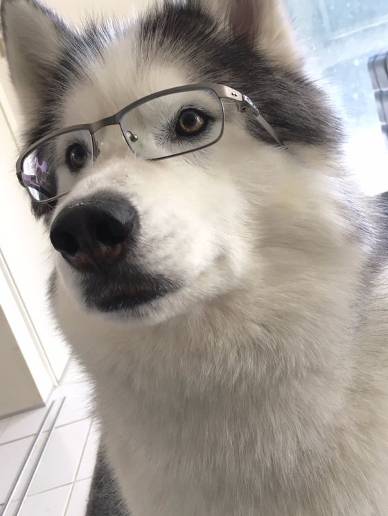 a husky dog wearing glasses looking at the camera