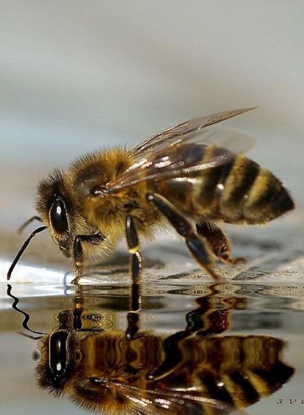 a close up of a bee on the water