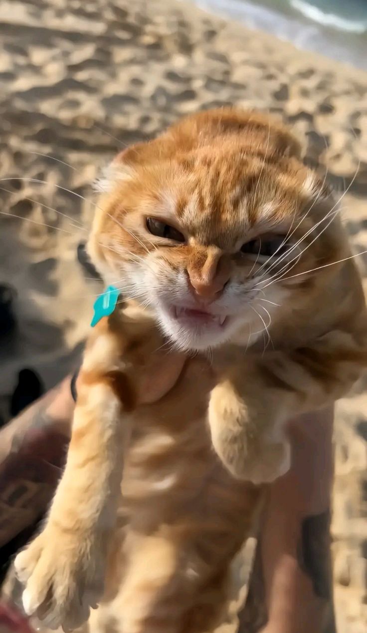 an orange and white cat on the beach with its paw up to someone's face