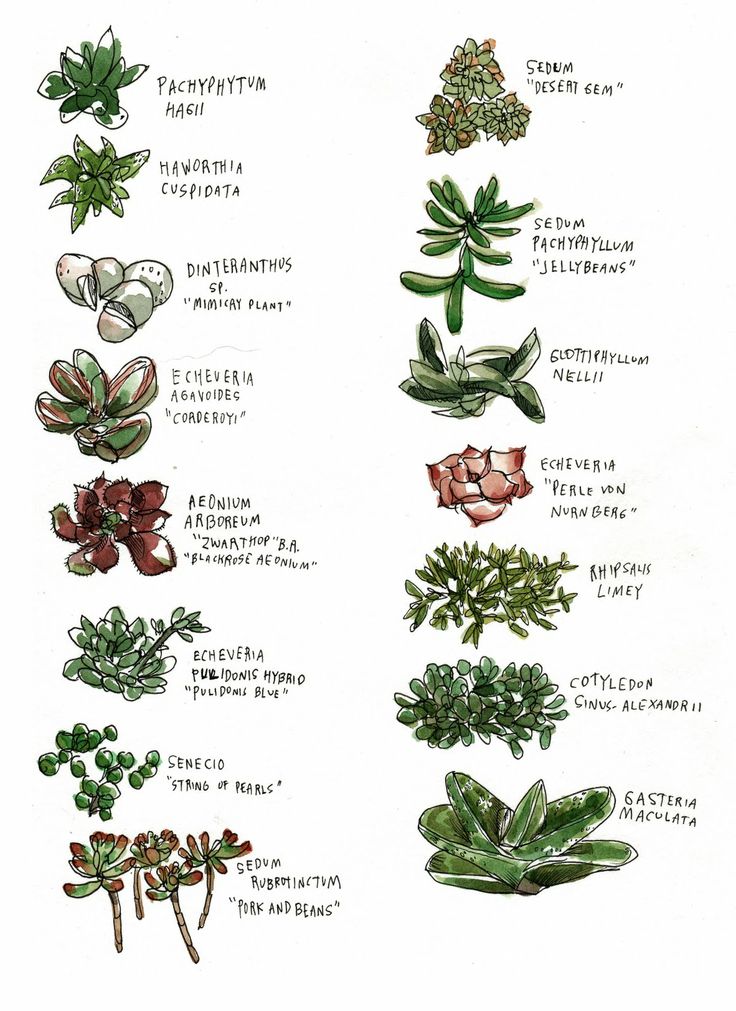 an illustration of different types of succulents and their names on a white background