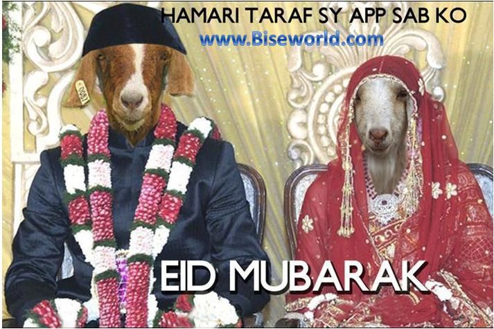 Online Funny Bakra Wallpapers Eid Outfits For Teens, Funny Eid Mubarak, Eid Jokes, Indian Wedding Bridesmaids, Funny Banner, Bakra Eid, Eid Mubarak Images, Indian Funny, Eid Card Designs