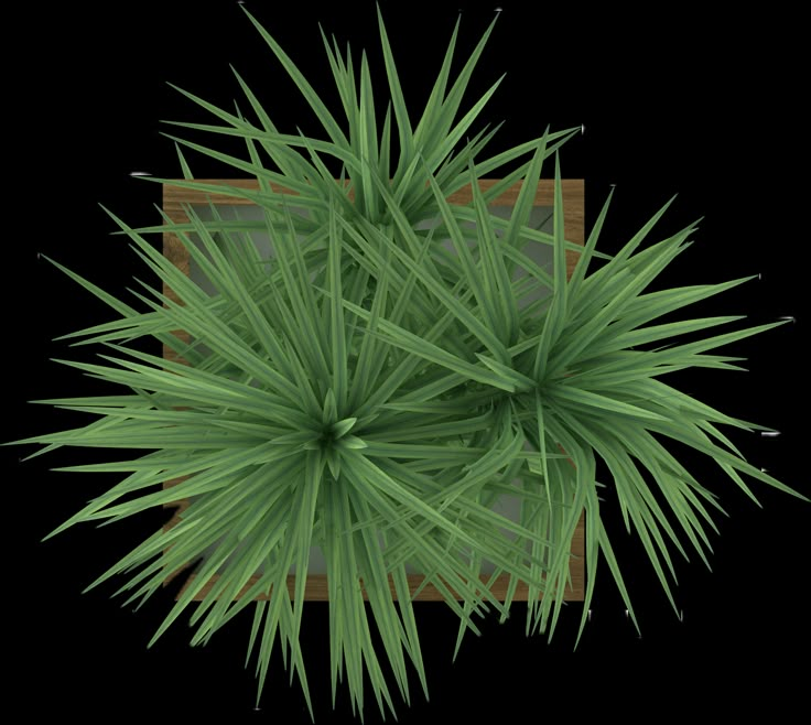 an overhead view of a green plant in a wooden box on a white background with clippings