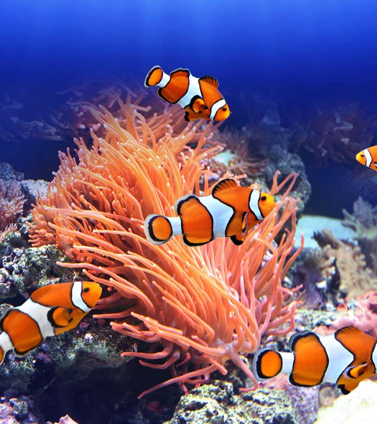 two clown fish swimming in an aquarium