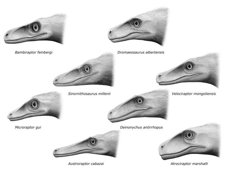 six different types of birds with their beaks open and showing the various stages of them