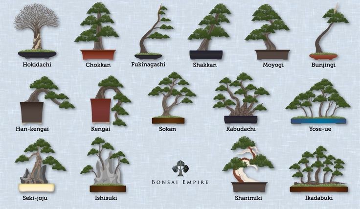 what is your favorite bonsai style? tap it out on the internet for free