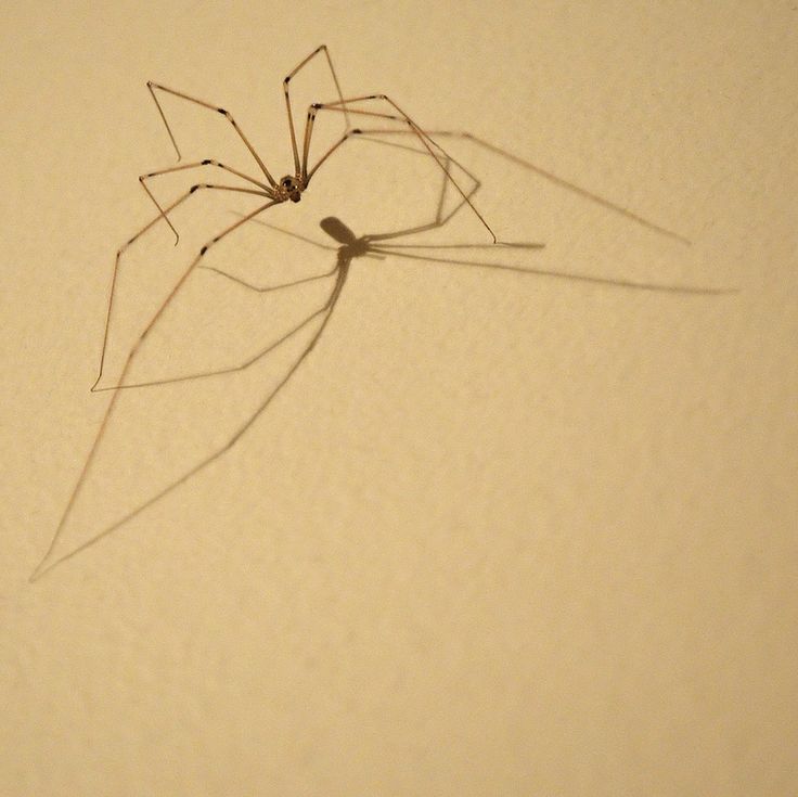 a large spider sitting on top of a white wall