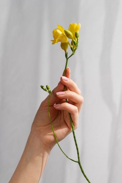 a hand holding a yellow flower in front of a white background