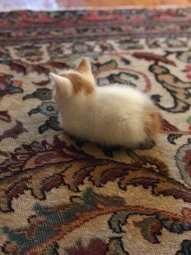 a small kitten sitting on top of a rug