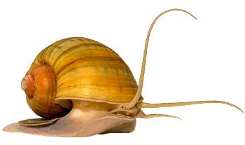 a close up of a snail on a white background