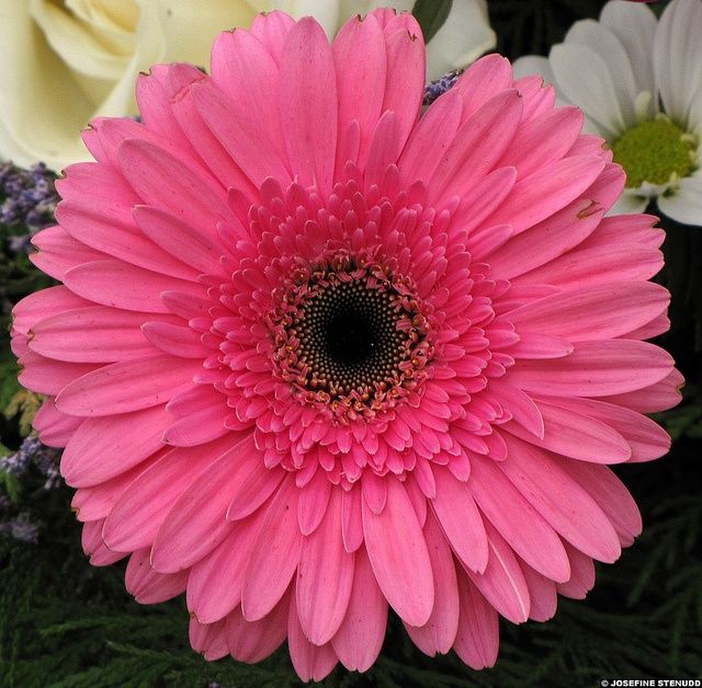 a pink flower with white and yellow flowers in the background