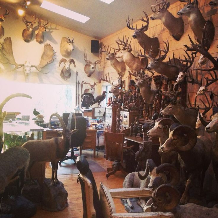 a room filled with lots of deer heads on the wall