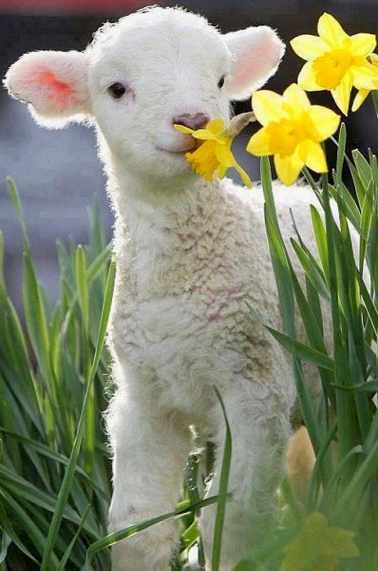 a lamb standing in the grass with daffodils