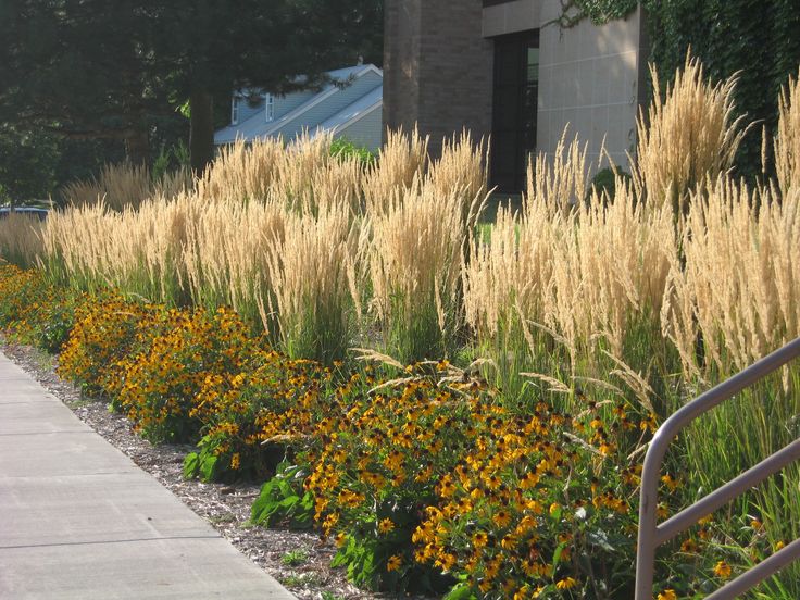 the sidewalk is lined with tall grass and flowers