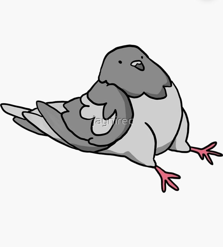 a gray and white bird sitting on top of it's back legs in the air