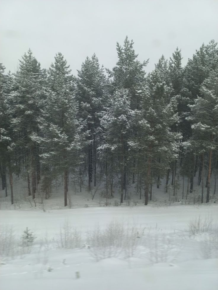 snow covered trees in the middle of a forest