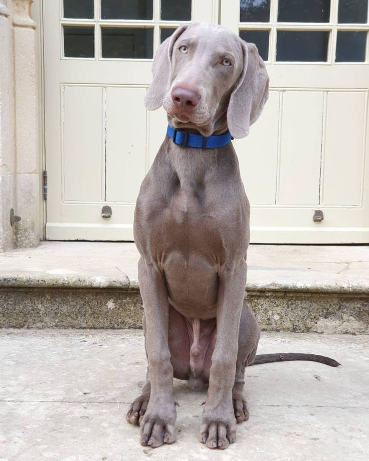 a large gray dog sitting in front of a white door and looking at the camera