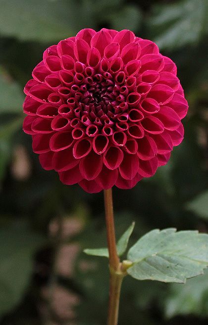 a red flower with green leaves in the background