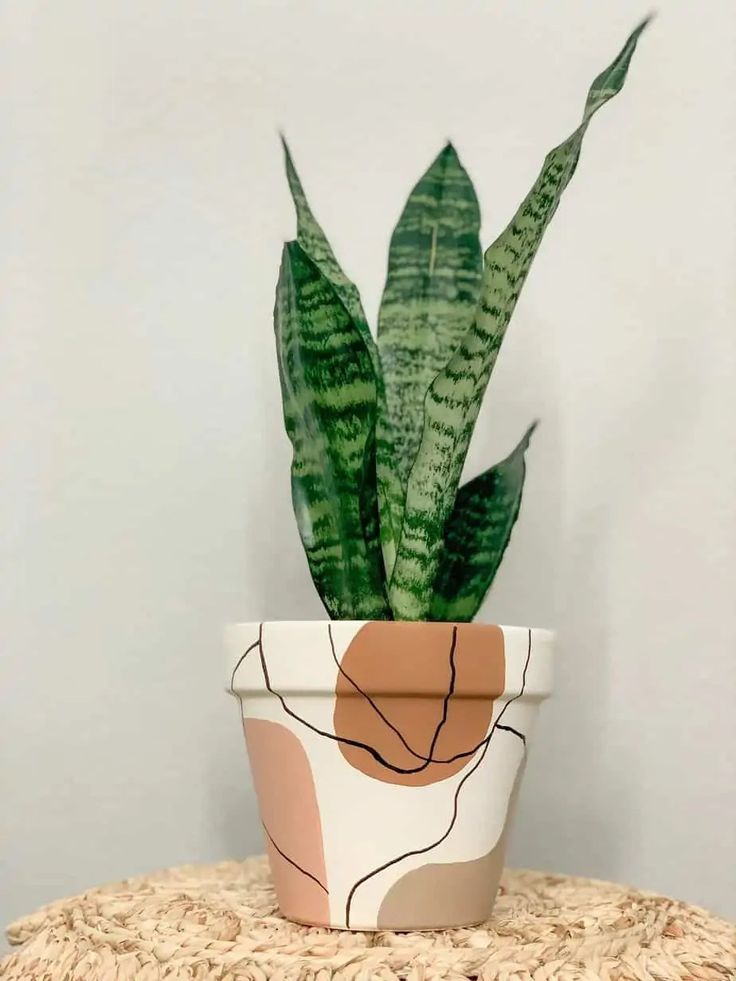 a potted plant sitting on top of a table