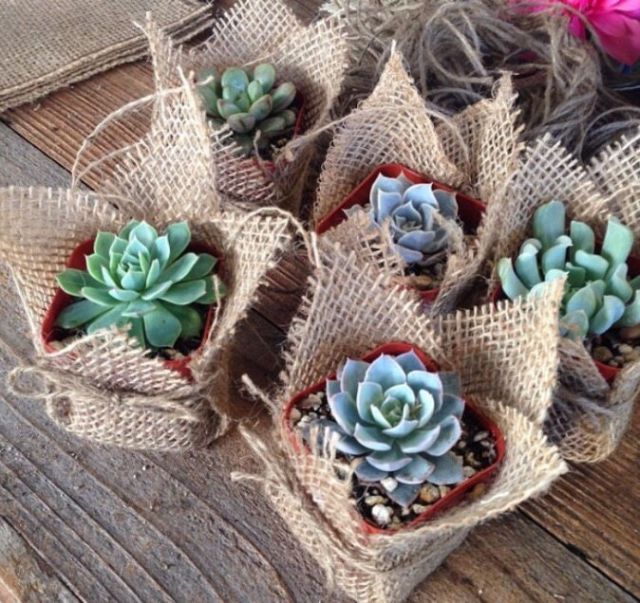 four small succulents in burlock bags on a table