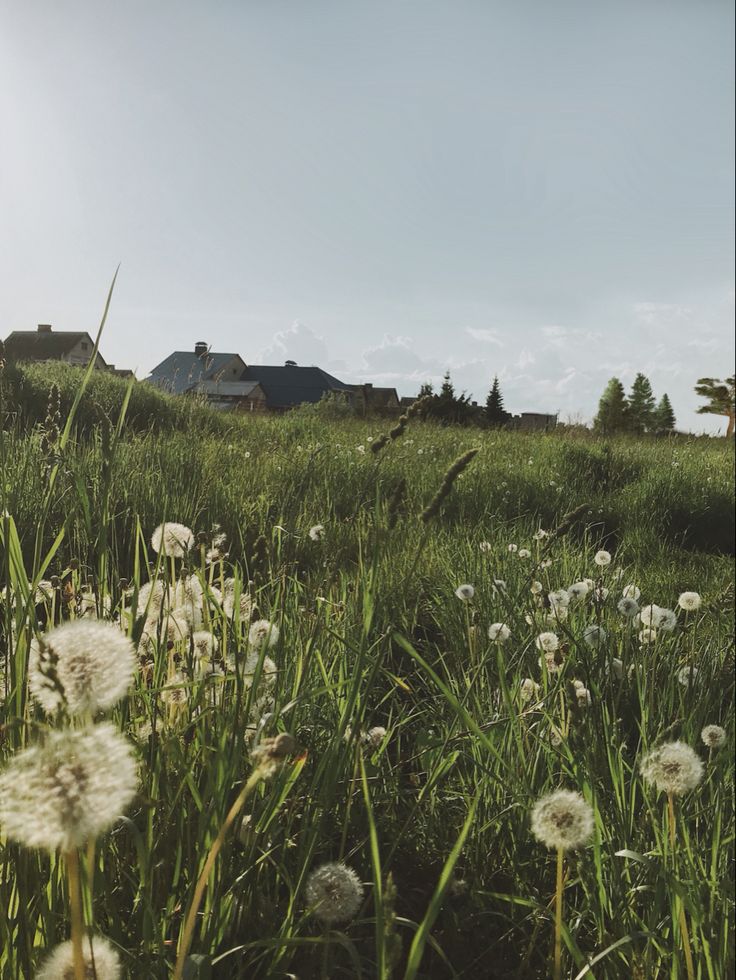 July, summer, flower field, field, cottagecore, summer aesthetics Mikayla + Core + Aesthetic, Jessiecore Aesthetic, Mikacore Aesthetic, Mikayla Core Aesthetic, Mika Core Aesthetic, Macy Core Aesthetic, Dandelion Field Aesthetic, Gnf Aesthetic, Mikaela Core