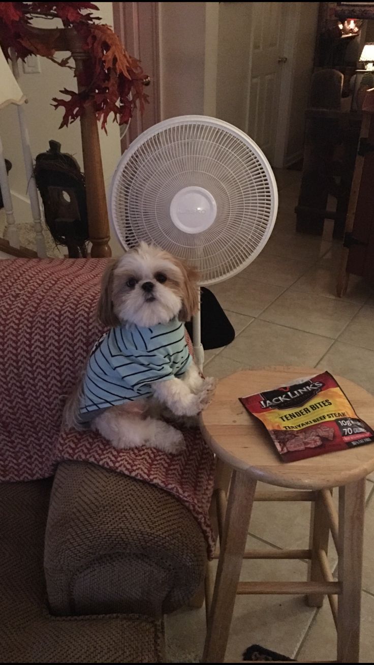 a small dog sitting on top of a couch next to a table with a fan