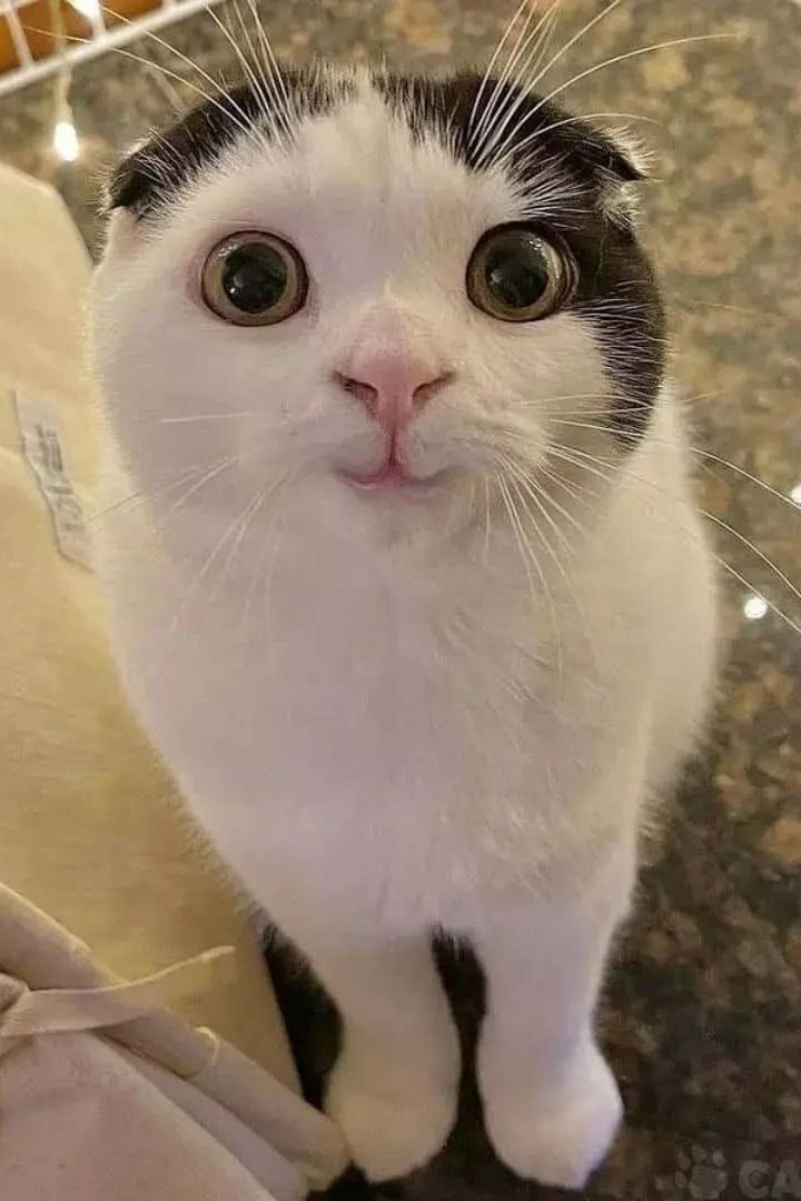 a black and white cat sitting on top of a bed looking at the camera with its eyes wide open