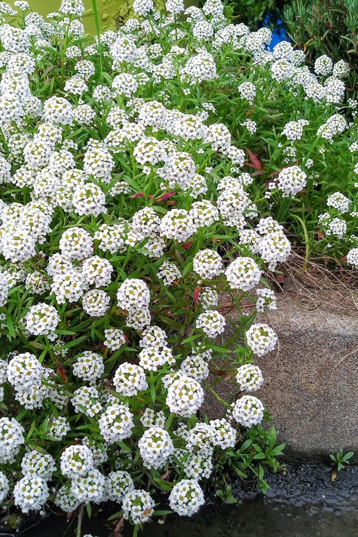 some white flowers are growing on the side of a rock in front of green plants