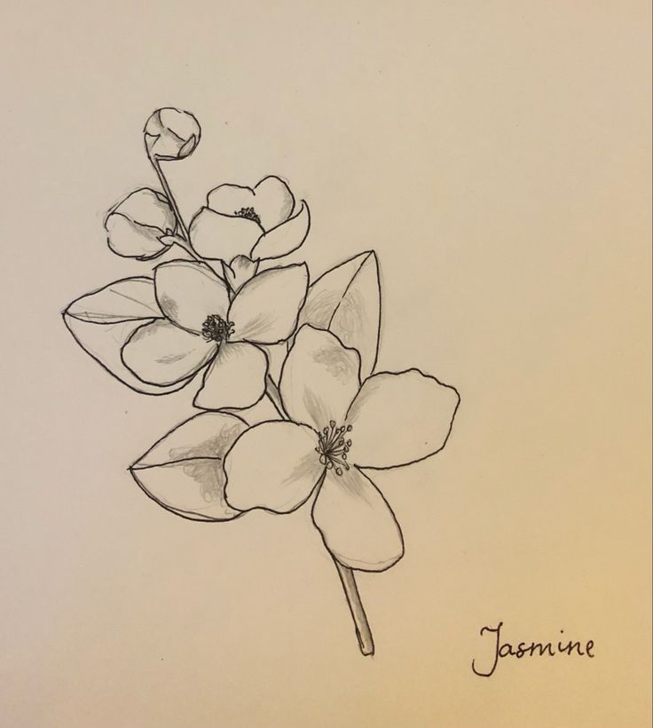 a pencil drawing of some flowers on a white paper with the word feminine written below it