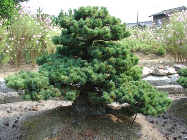 a small pine tree sitting on top of a rock