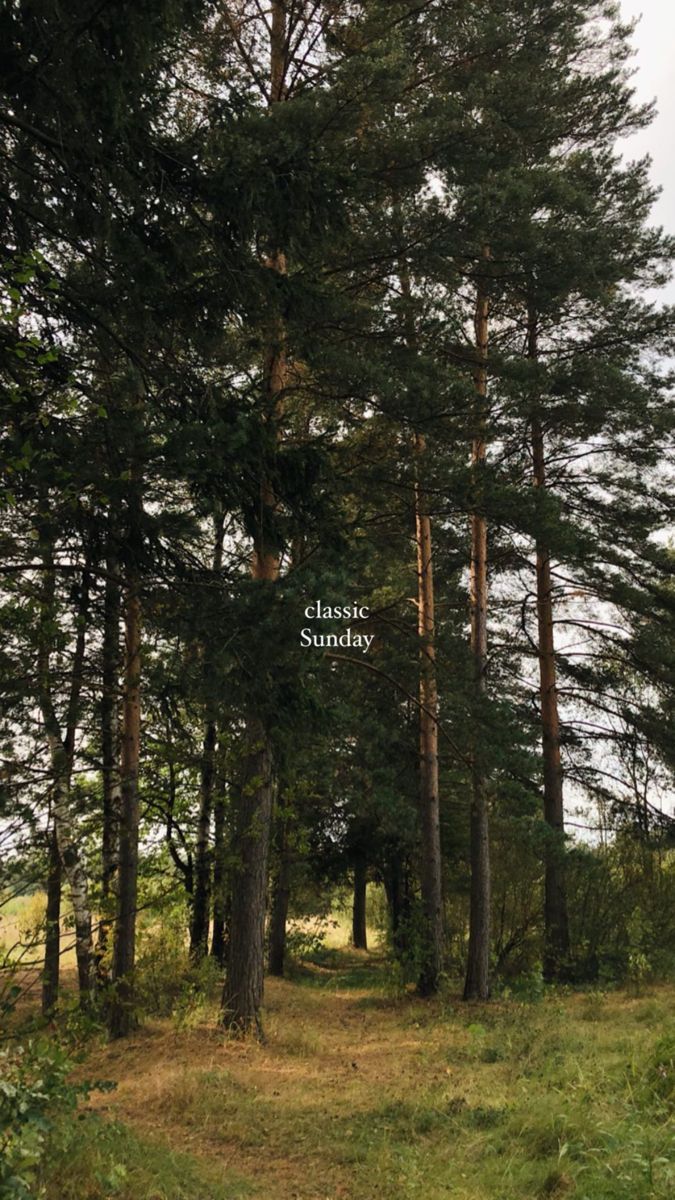 a path in the middle of a forest surrounded by tall trees