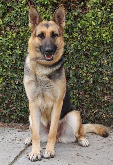 a german shepherd sitting in front of a hedge