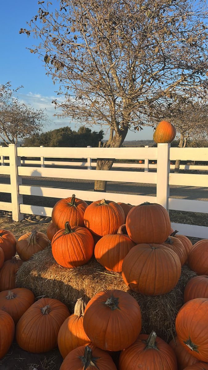 pumpkins are piled on hay in front of a white fence