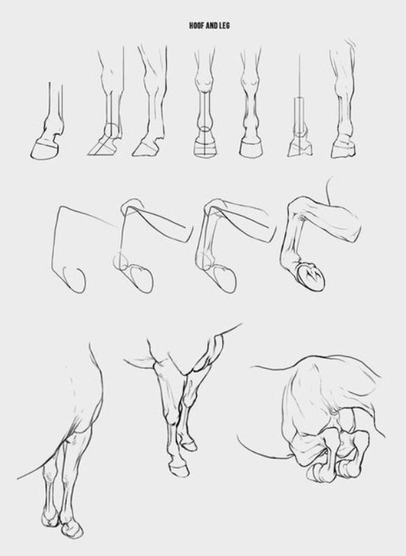 an animal's legs and feet are shown in this drawing lesson, which shows how to