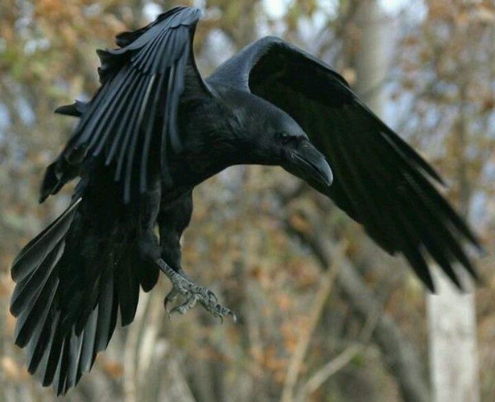 a large black bird flying through the air