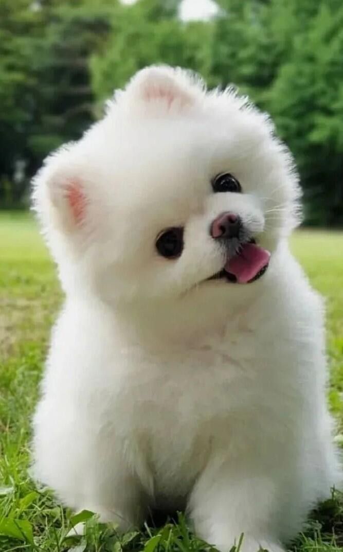 a small white dog sitting in the grass