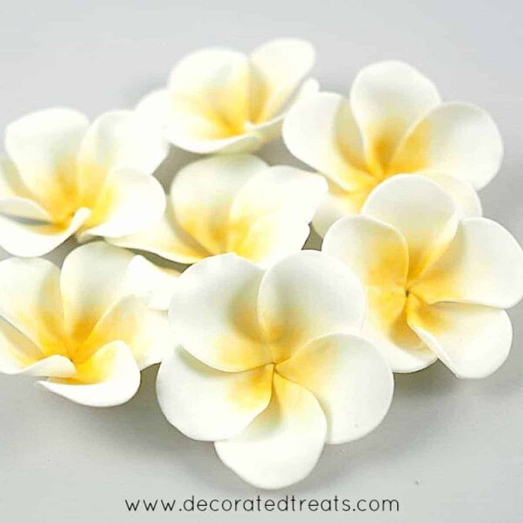 small white and yellow flowers on a gray surface