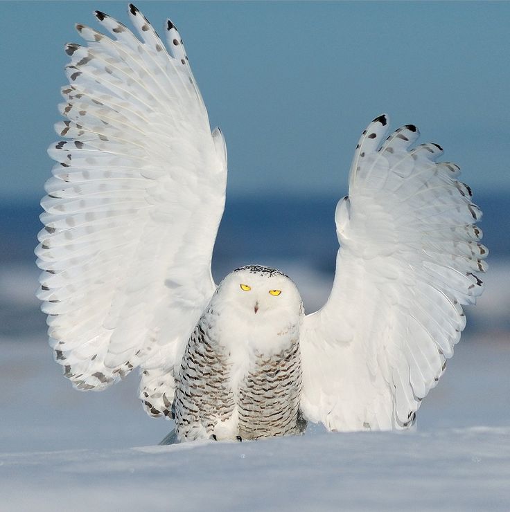 a snowy owl with its wings spread out in front of the camera, on snow covered ground