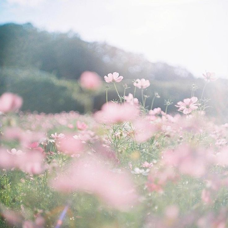 pink flowers are in the middle of a field