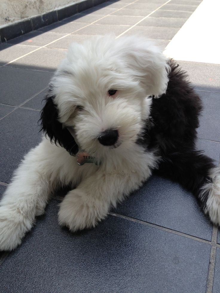 a white and black dog laying on the ground