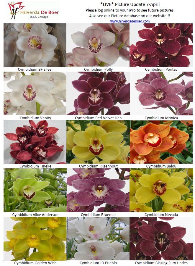 the different types of flowers that are blooming in the garden, including orchids