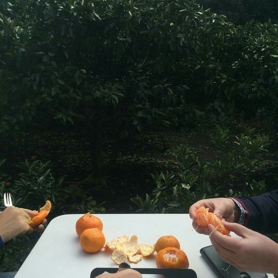 two people are eating oranges on a white table with green bushes in the background