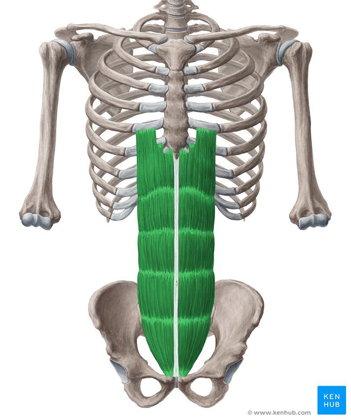 the muscles are divided into two sections, and each section has a green line on it