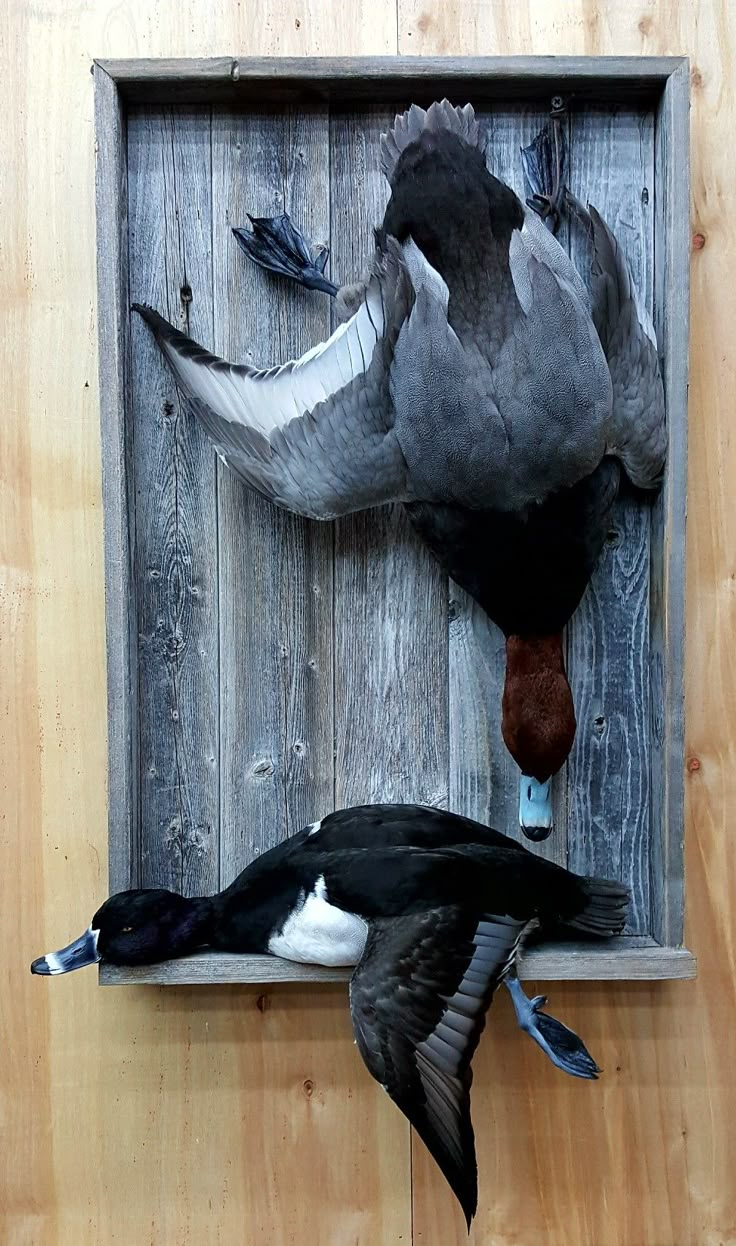 two ducks are hanging on a wooden wall