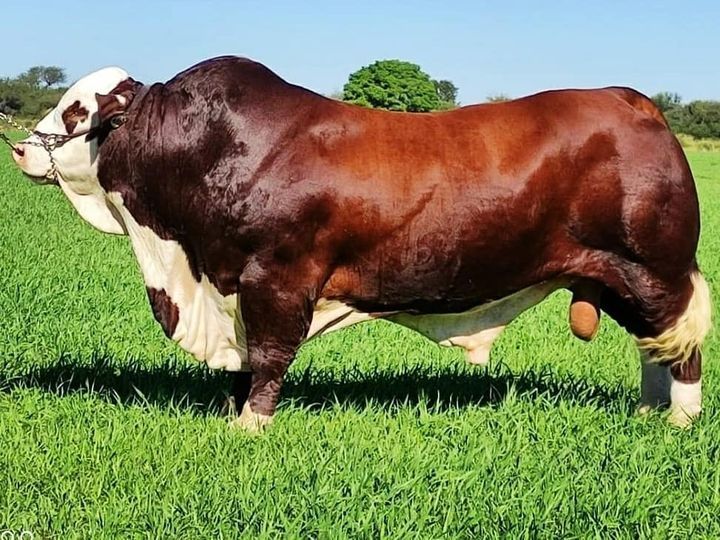 a brown and white cow standing on top of a lush green field