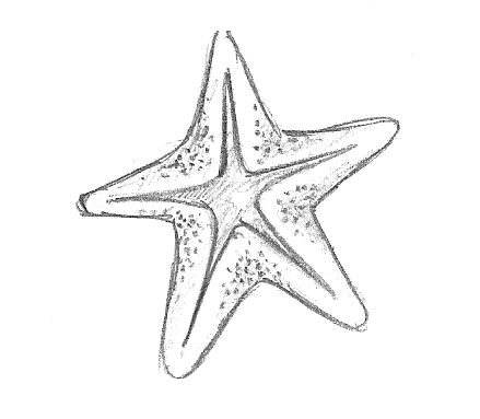 a drawing of a starfish