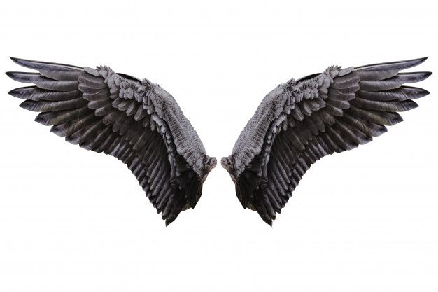 two large black and grey birds with wings spread out to form the shape of a heart